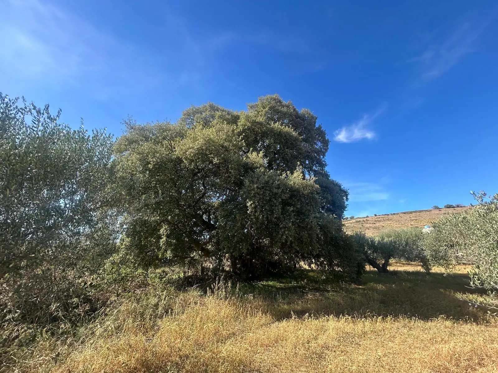 Il sughero secolare in mezzo al campo, sotto il cielo blu
